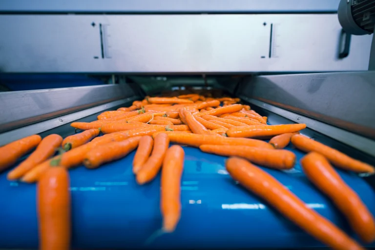 1-fresh-vegetables-conveyor-belt-being-transported-food-processing-plant-selected-by-its-size